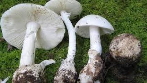 Ejemplares recogidos este oto&ntilde;o