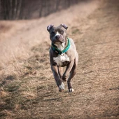 La nueva ley de bienestar animal elimina la lista de perros peligrosos La nueva ley de bienestar animal elimina la lista de perros peligrosos