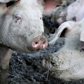 Podemos y PSOE piden más control sobre las granjas porcinas alrededor del Mar Menor