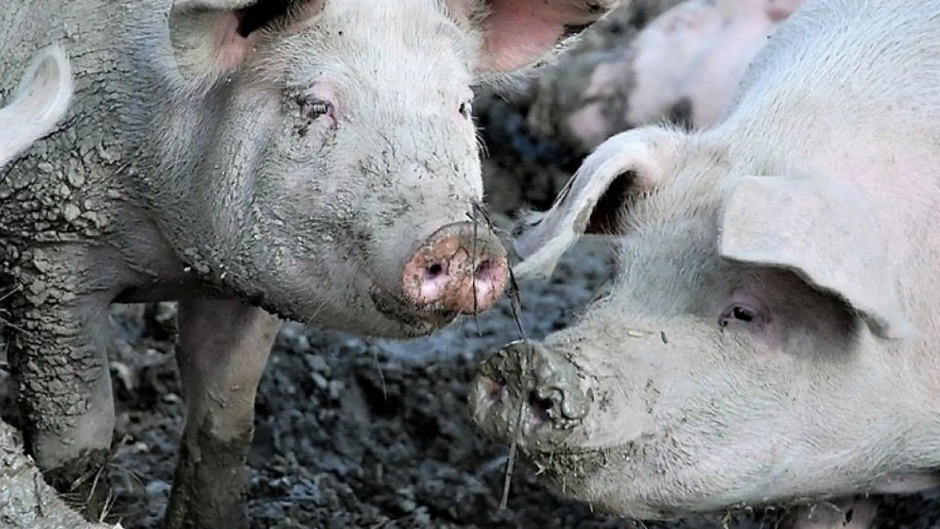 Podemos y PSOE piden más control sobre las granjas porcinas alrededor del Mar Menor