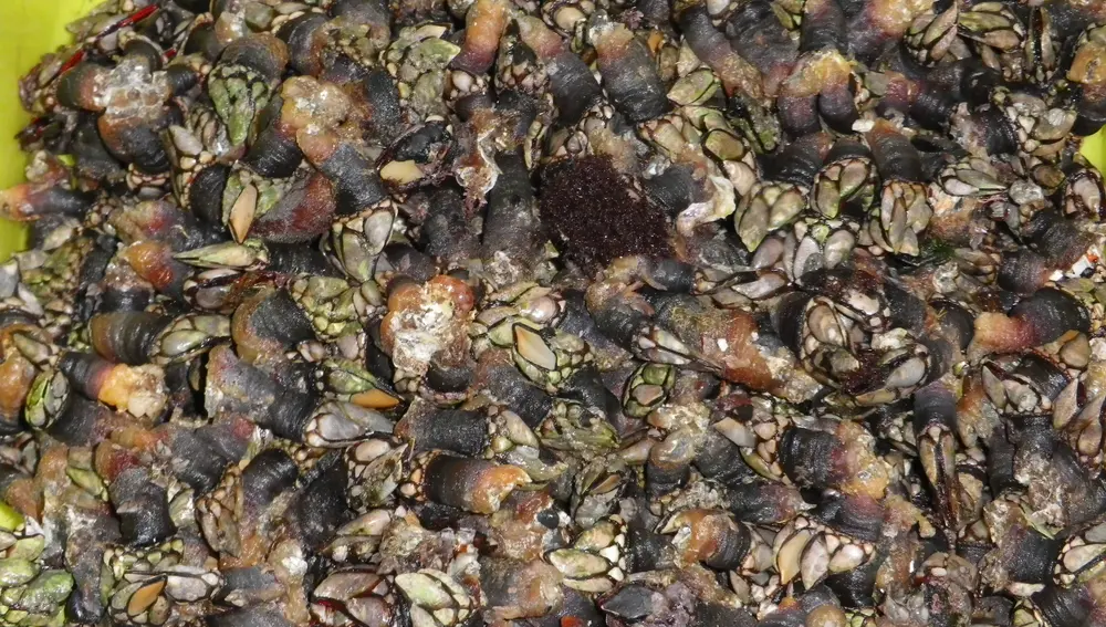 En inicio campaña el percebe llego a cotizar en Luarca a 141€/Kg. En inicio campaña el percebe llego a cotizar en Luarca a 141€/Kg.