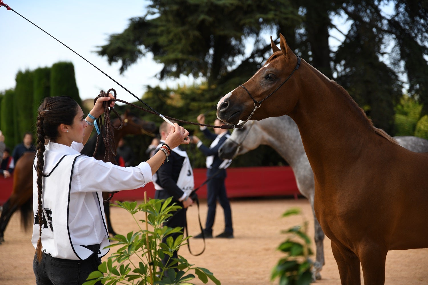 Raid y la exhibición de Doma Vaquera Raid y la exhibición de Doma Vaquera