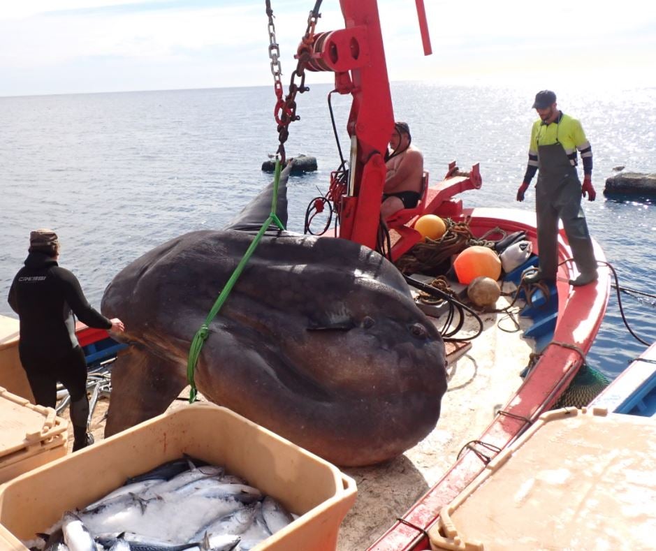 "Yo sabía que era grande, pero lo que no sabía es que acaba de batir un Récord Guinnes" "Yo sabía que era grande, pero lo que no sabía es que acaba de batir un Récord Guinnes"