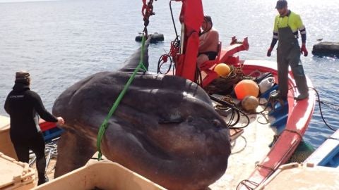Pez Luna gigante en Ceuta.