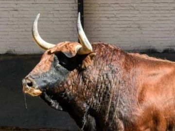 Un toro mata al carnicero de la plaza cuando lo iba a desollar Un toro mata al carnicero de la plaza cuando lo iba a desollar