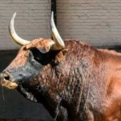 Portugal prohíbe a los menores de 16 años asistir a las corridas de toros 