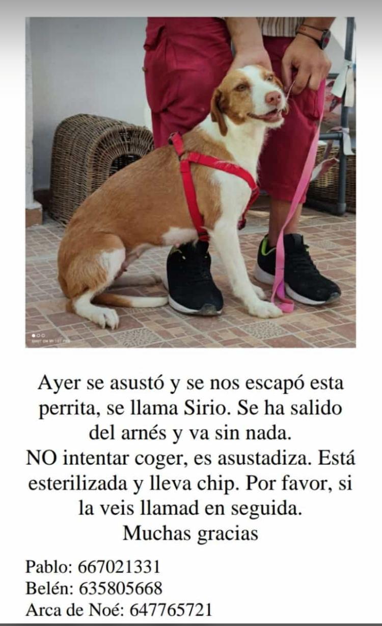 Desde el Arca de Noé piden ayuda para encontrar a Sirio Desde el Arca de Noé piden ayuda para encontrar a Sirio