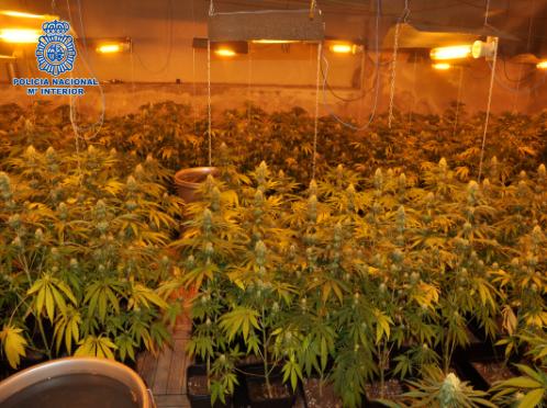 Desmantelan una red de plantaciones dedicada al cultivo "indoor" de marihuana en Puertollano Desmantelan una red de plantaciones dedicada al cultivo "indoor" de marihuana en Puertollano