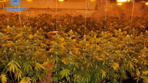 Plantación de marihuana desmantelada en Puertollano Plantación de marihuana desmantelada en Puertollano