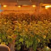 Plantación de marihuana desmantelada en Puertollano Plantación de marihuana desmantelada en Puertollano