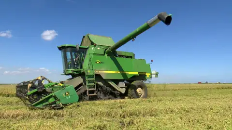 Los secretos del arroz Los secretos del arroz
