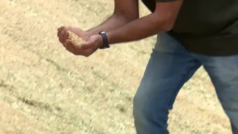 Los secretos del arroz Los secretos del arroz