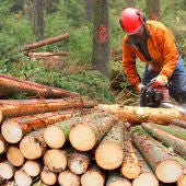 A Xunta impulsa con 15 M€ o sector da industria forestal
