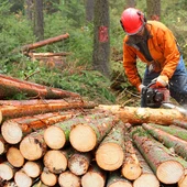 A Xunta impulsa con 15 M€ o sector da industria forestal A Xunta impulsa con 15 M€ o sector da industria forestal