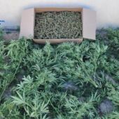 Planta de marihuana decomisada por la Policía Nacional