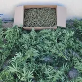 Planta de marihuana decomisada por la Policía Nacional Planta de marihuana decomisada por la Policía Nacional