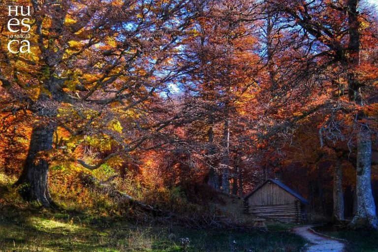 10 bosques mágicos para descubrir en otoño 10 bosques mágicos para descubrir en otoño
