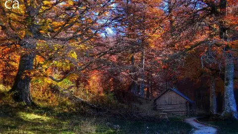 Bosque de Gamueta Bosque de Gamueta