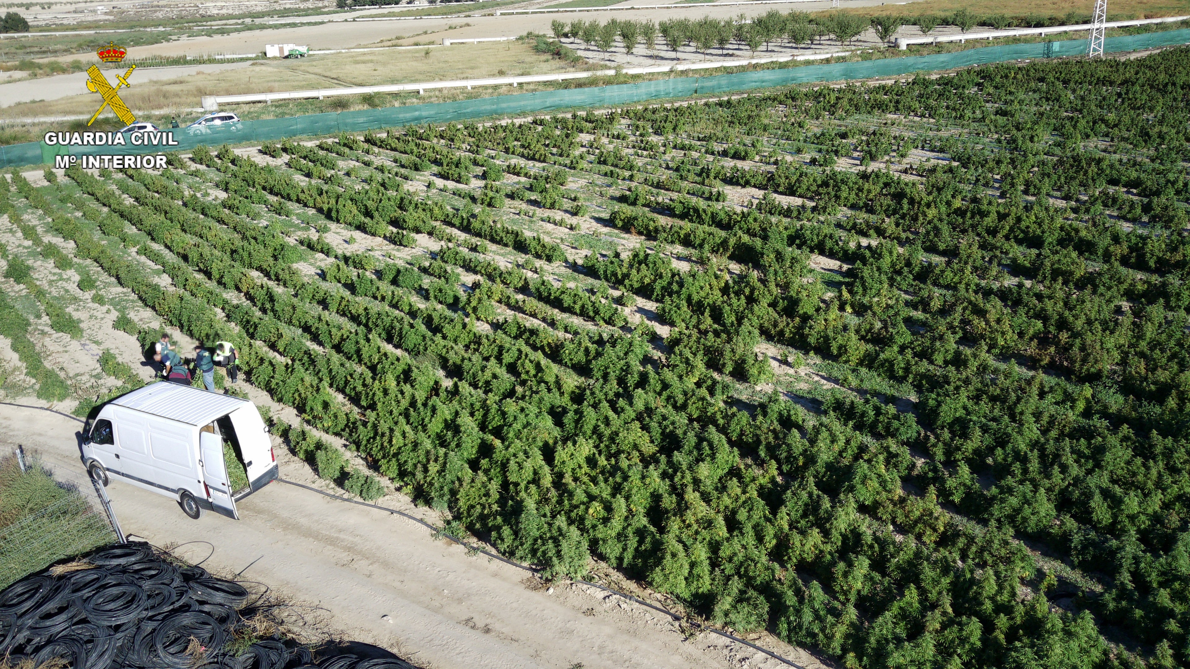 La Guardia Civil incauta un total de 200.000 plantas de marihuana en menos de un mes en la provincia de Toledo La Guardia Civil incauta un total de 200.000 plantas de marihuana en menos de un mes en la provincia de Toledo
