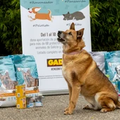 Gadis dona 80.000 kilos de alimentos a más de 60 protectoras de animales Gadis dona 80.000 kilos de alimentos a más de 60 protectoras de animales