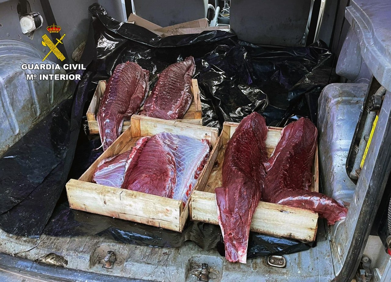 La Guardia Civil desmantela un grupo criminal dedicado a la sustracción de atún rojo en polígonos acuícolas de Cartagena y San Pedro del Pinatar La Guardia Civil desmantela un grupo criminal dedicado a la sustracción de atún rojo en polígonos acuícolas de Cartagena y San Pedro del Pinatar