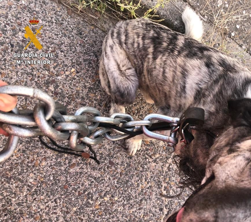 Éstos son los motivos por los que la reforma del Código Penal es un atraso en los derechos de los animales Éstos son los motivos por los que la reforma del Código Penal es un atraso en los derechos de los animales