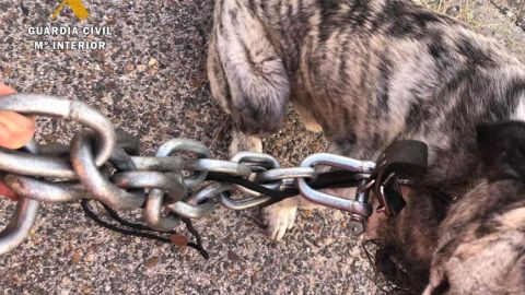Actuaciones de la Guardia Civil contra el maltrato animal en Trujillo y Torrecillas de la Tiesa
