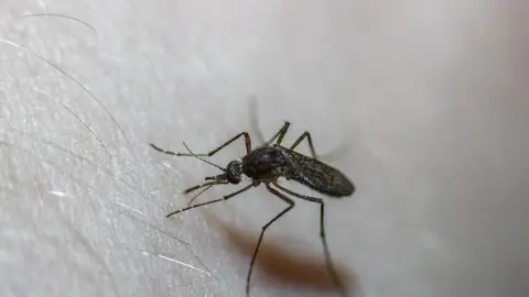 Cómo eliminar mosquitos y dejar de sufrir con sus picaduras