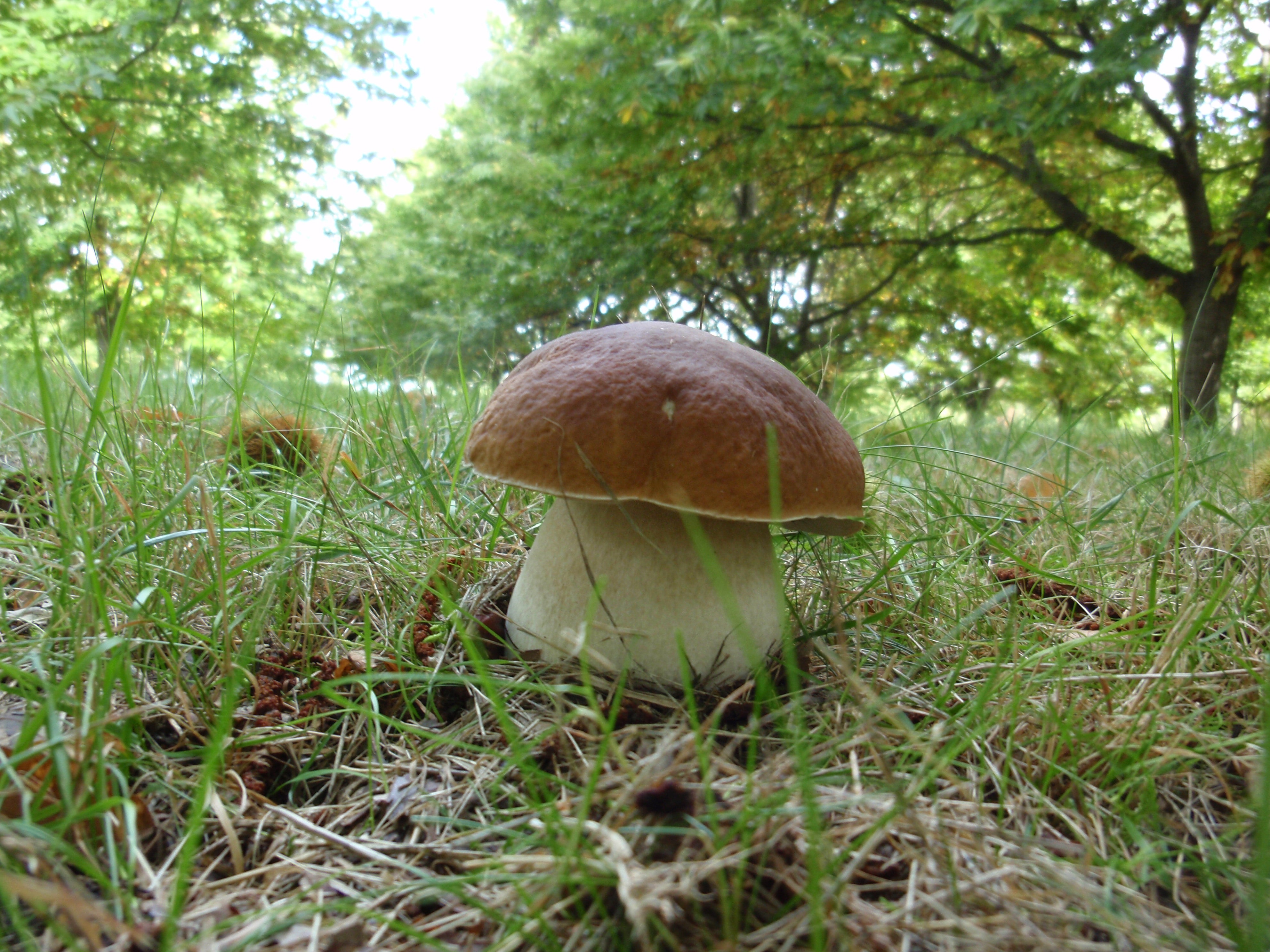 Culturfungi: apuesta por preservar el espacio forestal Culturfungi: apuesta por preservar el espacio forestal