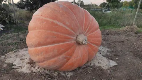 La Plaza de Pio XII acoge una calabaza gigante con motivo de Halloween Municipal
