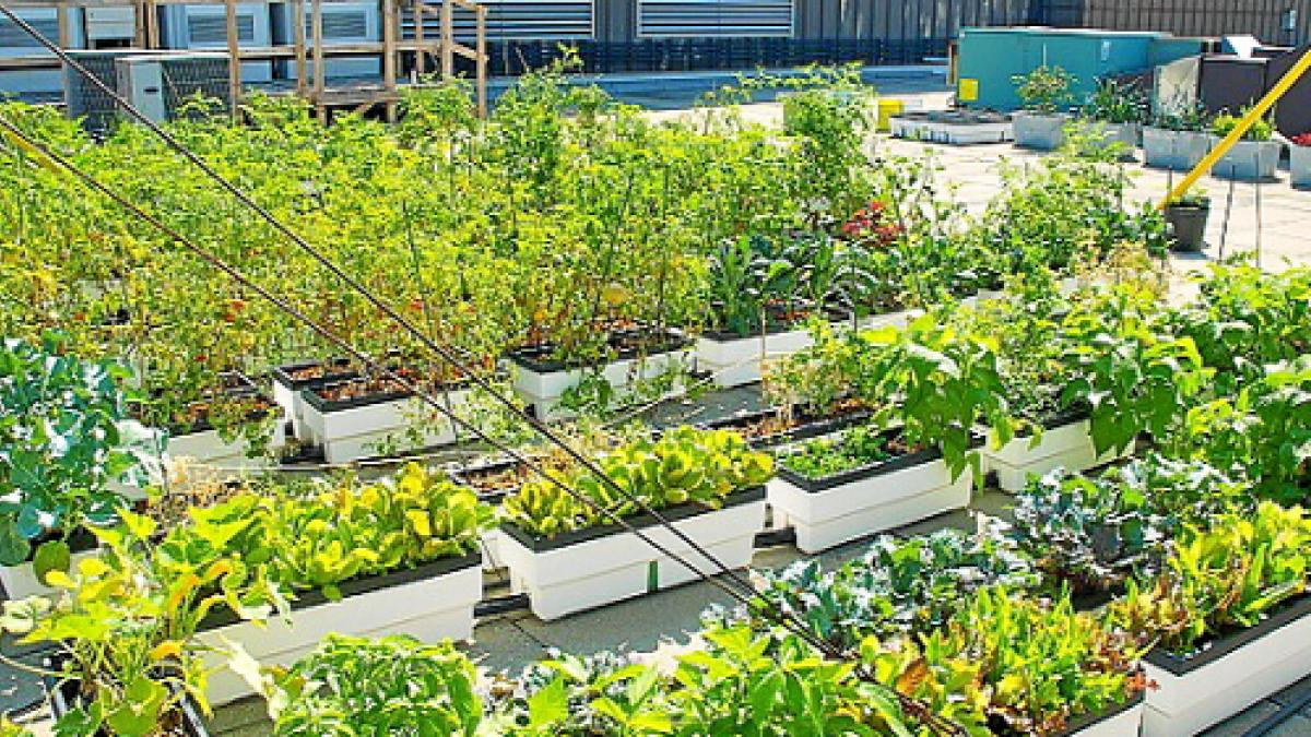 Tejados para recoger agua, generar energía y producir alimentos Tejados para recoger agua, generar energía y producir alimentos