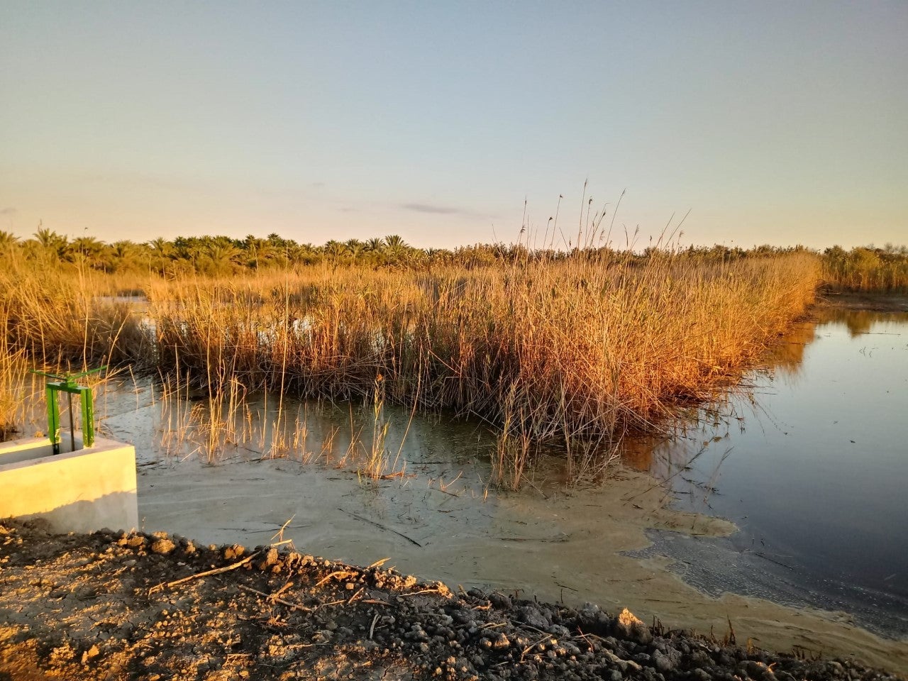 AHSA y ANSE impulsan mejoras en la charca del Prado del humedal de Carrizales de Elche AHSA y ANSE impulsan mejoras en la charca del Prado del humedal de Carrizales de Elche