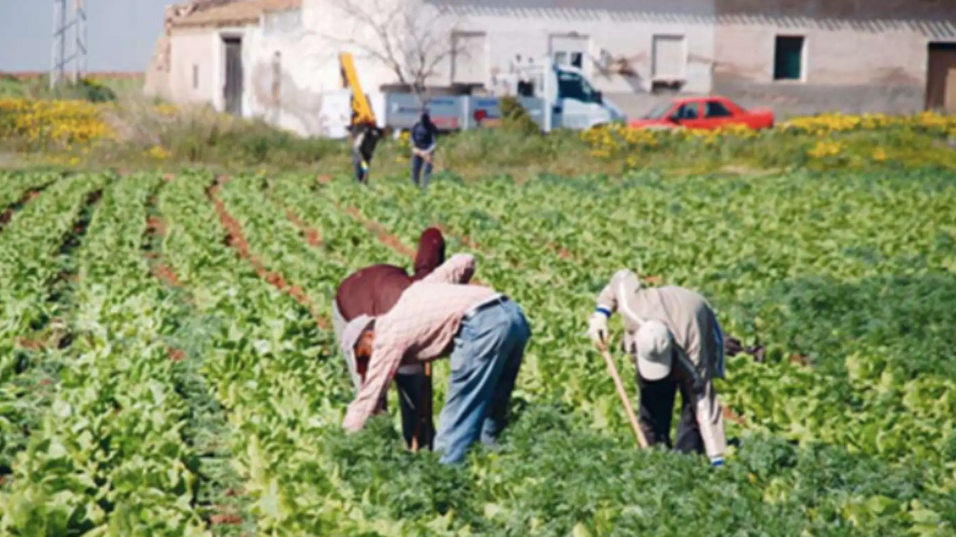 Trabajadores del campo en Murcia