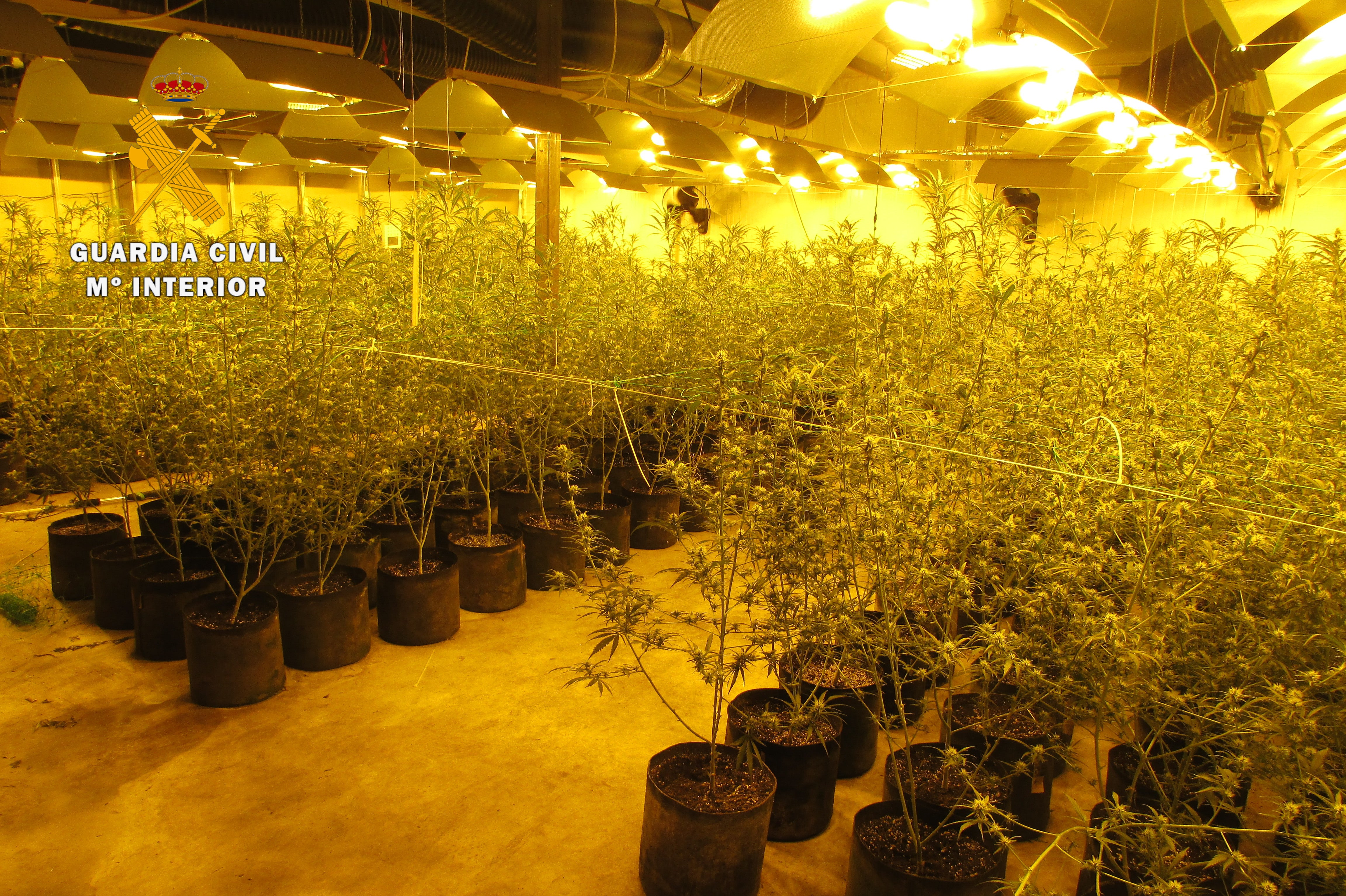 Desmantelado un centro de producción y germinación de cannabis Desmantelado un centro de producción y germinación de cannabis