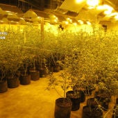 Desmantelado un centro de producción y germinación de cannabis