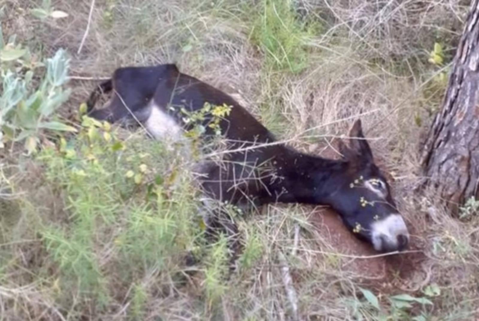 Raúl Mérida analiza las condiciones del transporte de animales en alta mar a propósito de la aparición del cadáver de una vaca en Muchavista Raúl Mérida analiza las condiciones del transporte de animales en alta mar a propósito de la aparición del cadáver de una vaca en Muchavista