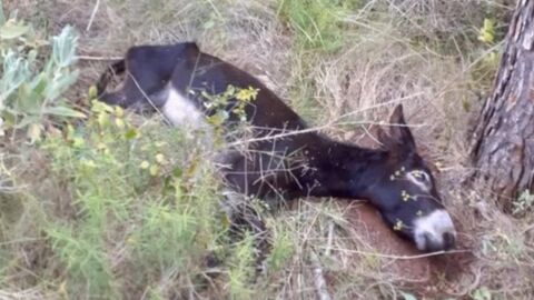 Burro muerto