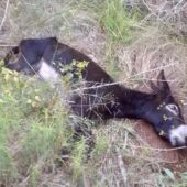 Burro muerto