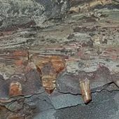 Fósiles encontrados en Puertollano Fósiles encontrados en Puertollano