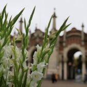 Flores en un cementerio por el Día de Todos los Santos