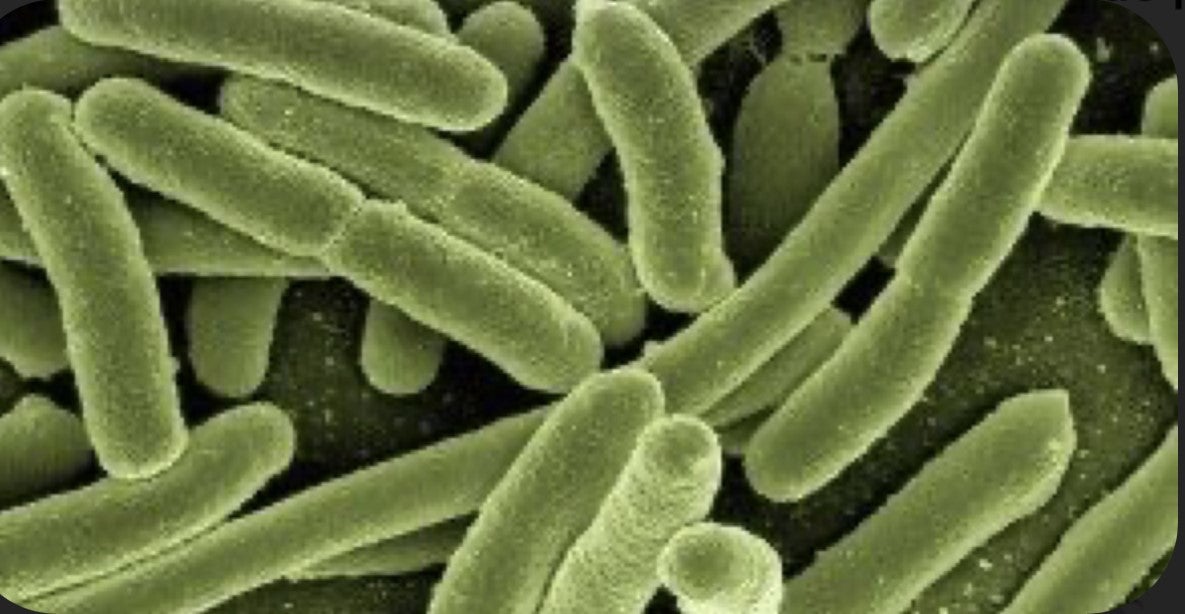 Desarrollan un fármaco para tratar bacterias resistentes a los antibióticos que se expanden en las superficies de los implantes médicos Desarrollan un fármaco para tratar bacterias resistentes a los antibióticos que se expanden en las superficies de los implantes médicos
