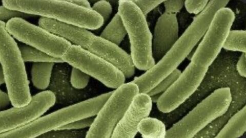 S&uacute;perbacteria