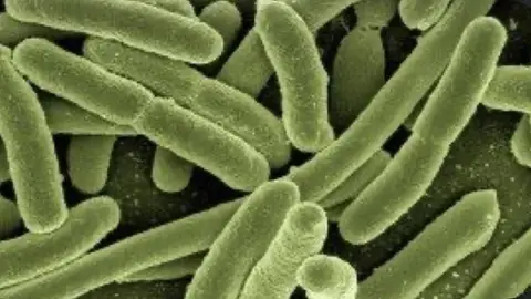 Súperbacteria Súperbacteria