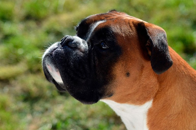 Veterinario de Cabecera 16/11/2021 Veterinario de Cabecera 16/11/2021