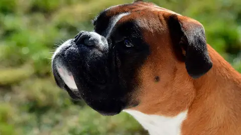 Perro can