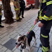 El animal rescatado por los Bomberos y la Policía Local de Alicante 