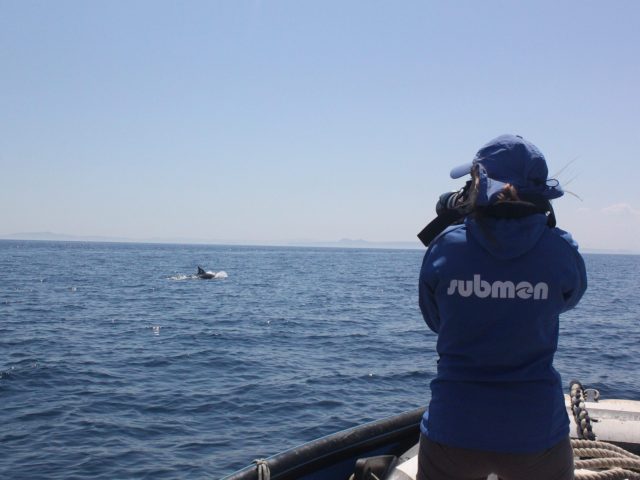Simulacro en Gijón de búsqueda y rescate de fauna marina Simulacro en Gijón de búsqueda y rescate de fauna marina