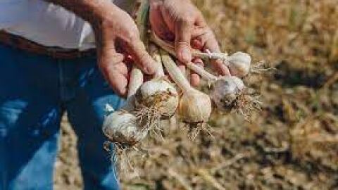 Ajos de Montalb&aacute;n