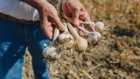 Ajos de Montalbán Ajos de Montalbán