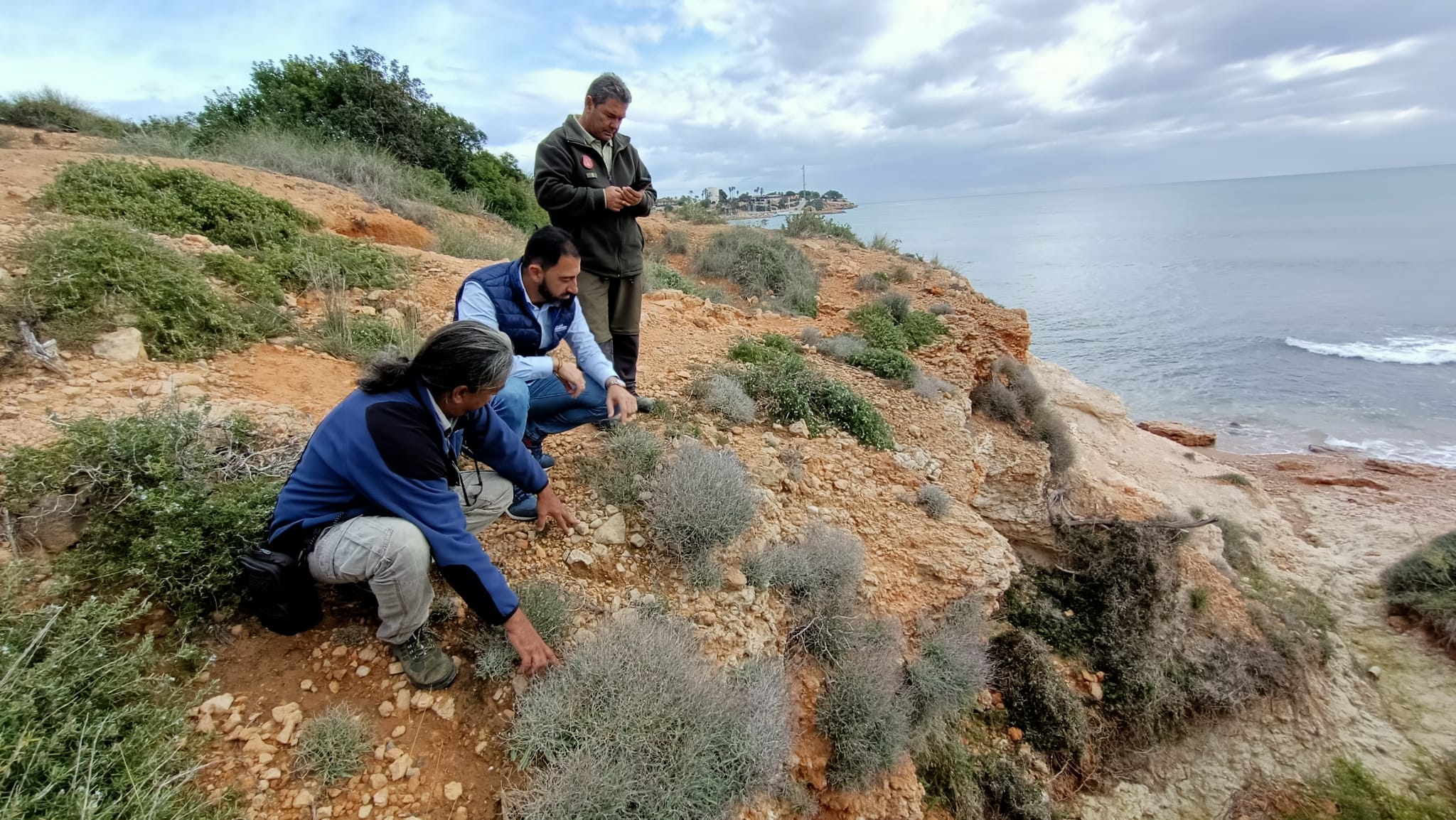Descubren una nueva población de una planta en peligro de extinción en la costa de Orihuela Descubren una nueva población de una planta en peligro de extinción en la costa de Orihuela